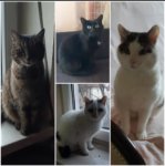 ein Bild aus dem Album